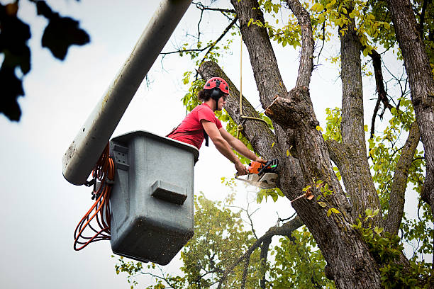 Best Tree Health Inspection  in Marin City, CA